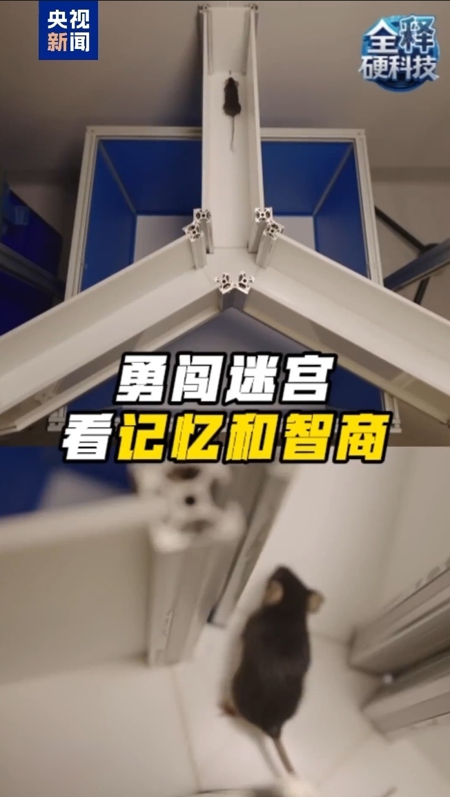 历史性一步!神舟二十一号航天员将在太空首次饲养4只小鼠